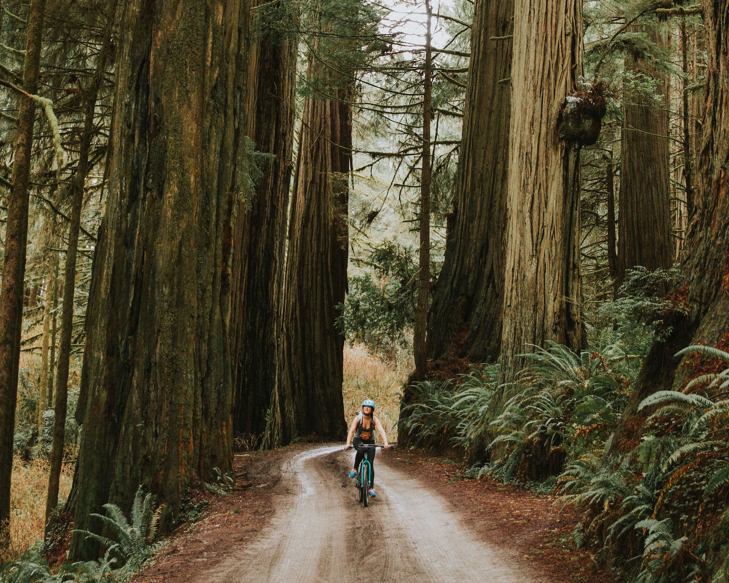 jedediah smith state park redwoods redwood forest carolina north